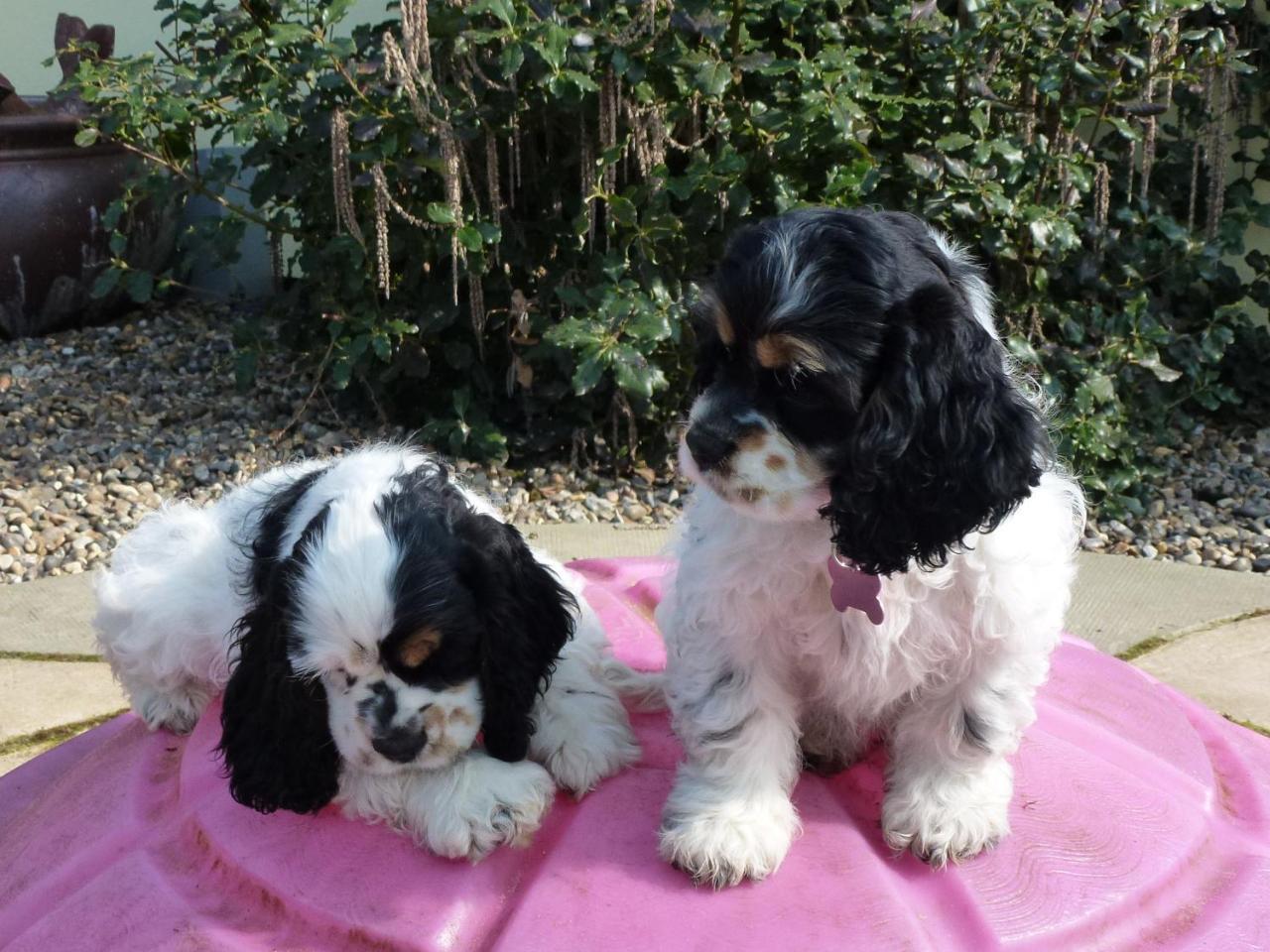 Appartamento Mollett'S Farm Saxmundham Esterno foto